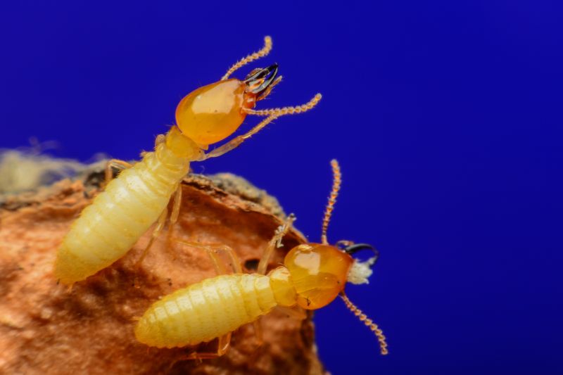 Commercial Termite Removal in Katy, TX