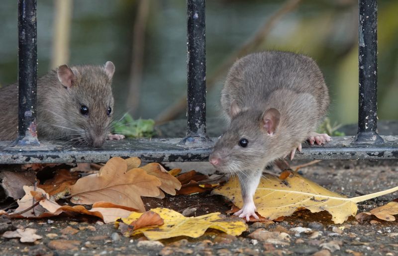 Rat Fumigation Service in Davis County, UT