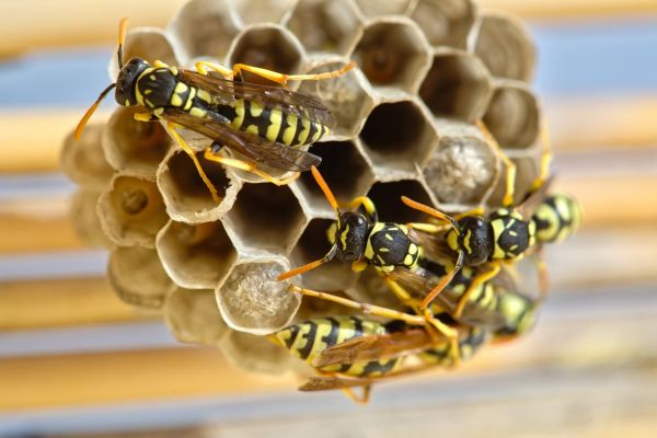 Wasp Extermination Service - Wasp Extermination Service Livingston County, Michigan
