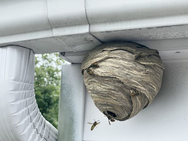 Wasp Nest Removal Service - Wasp Nest Removal Service Waterford, Michigan