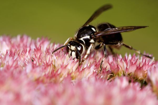 Baldfaced Hornet Removal - Baldfaced Hornet Removal Livingston County, Michigan