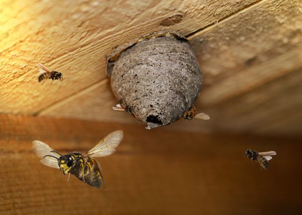 Paper Wasp Removal - Paper Wasp Removal Saginaw, Michigan