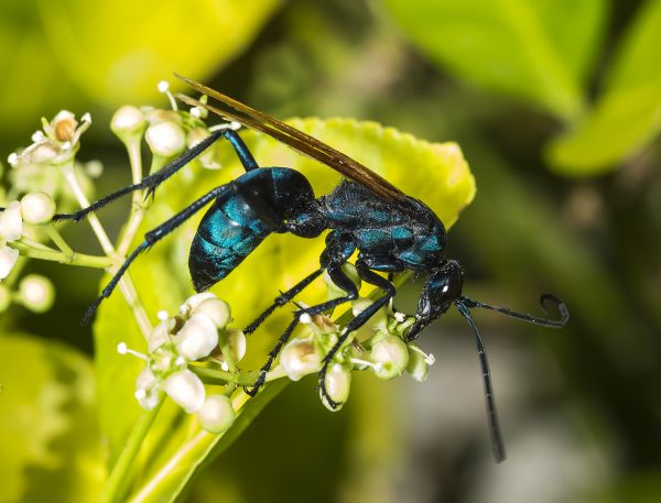 Tarantula Hawk Pest Control