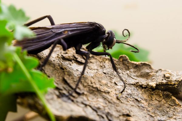 Tarantula Hawk Removal