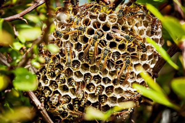 Wasp Nest Elimination - Wasp Nest Elimination Saginaw, Michigan