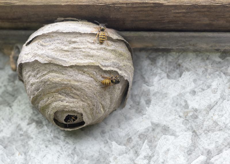 Wasp Nest Removal Service