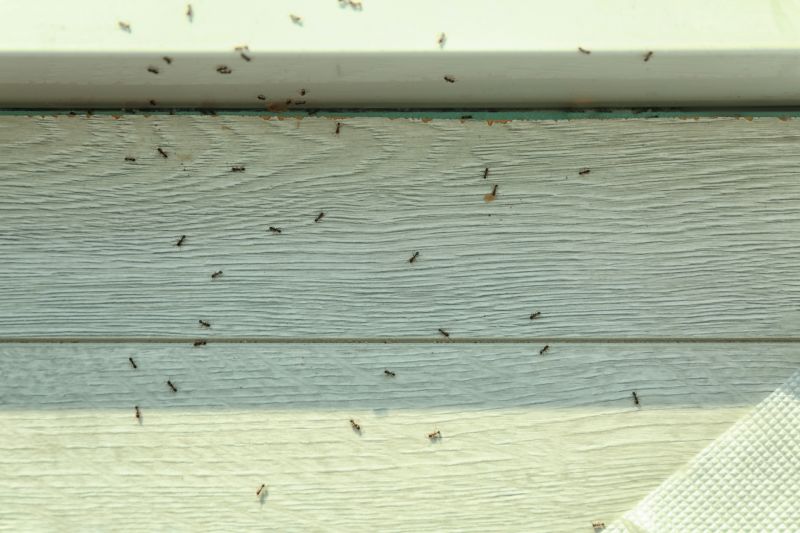 Ants Extermination Service in Frisco, TX