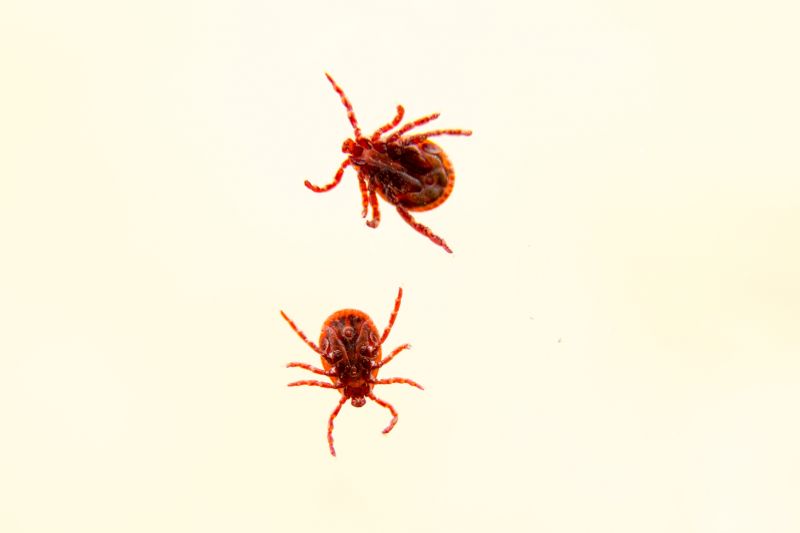 Centipede Extermination in Frisco, TX