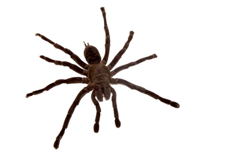 Common Spiders Extermination in Rockwall, TX