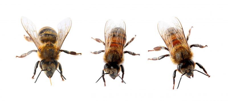 Common Stinging Insects That Invade Homes