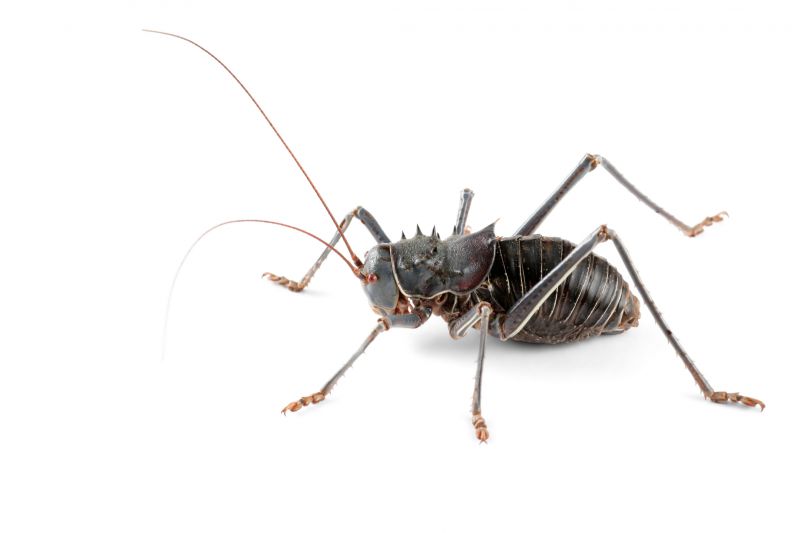 Cricket Control Service in New Braunfels, TX