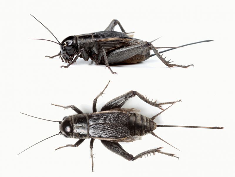 Cricket Control Service in Katy, TX