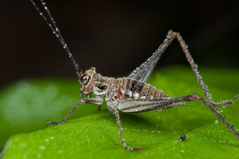 Cricket Removal Service in Rockwall, TX