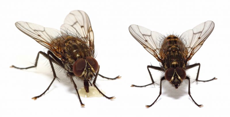 Fly Control Service in Rockwall, TX