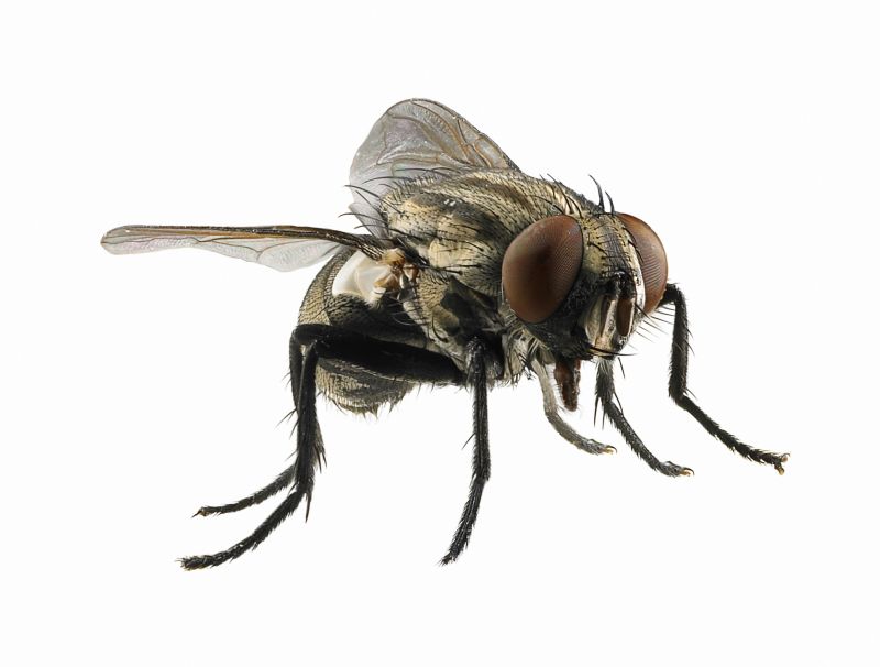 Fly Extermination