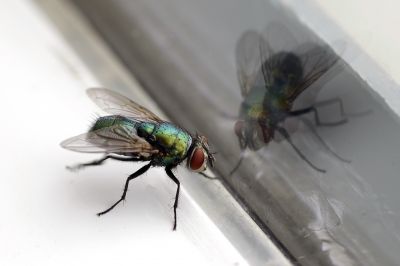 Fly Infestation Extermination in Frisco, TX