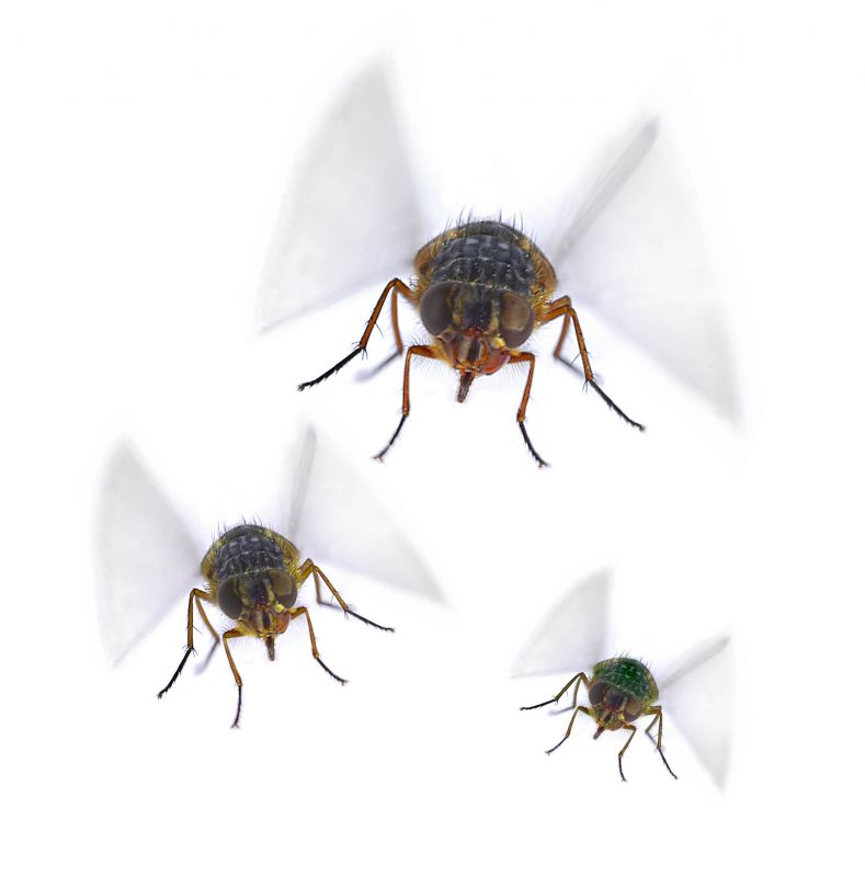 Fly Pest Control in Arlington, TX
