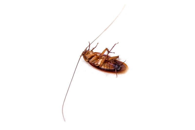 Cockroach Nymphs