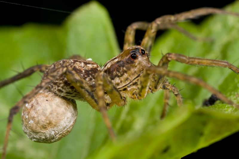 Huntsman Spider Extermination in Rockwall, TX