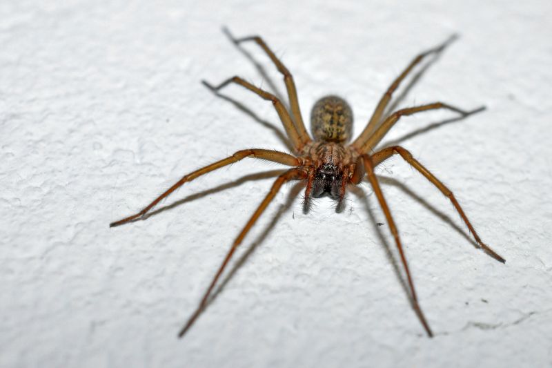 Huntsman Spider Extermination in Fort Worth, TX