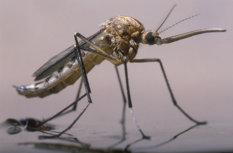 Mosquito Control Service in Katy, TX