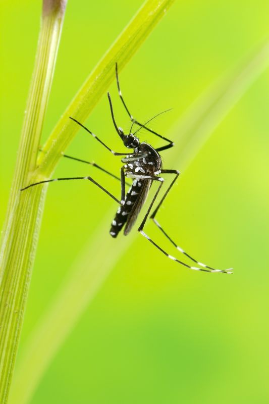 Mosquitoes Pest Control in Fort Worth, TX