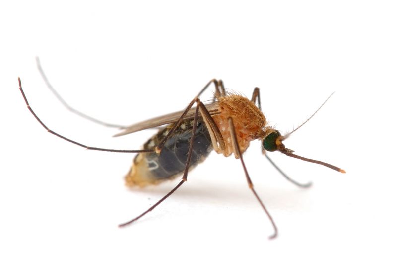Mosquitoes Pest Control in Denton, TX
