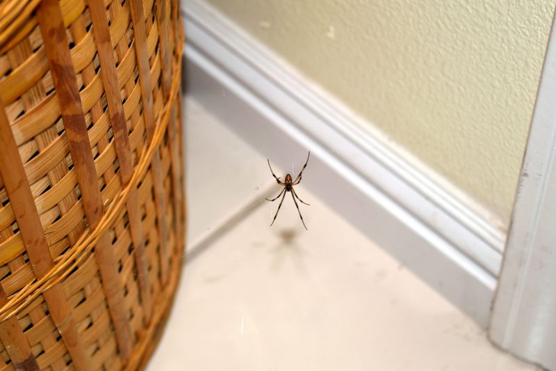 Spider Control Service in Denton, TX