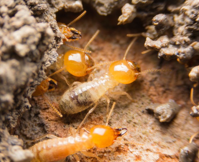 Termite Infestation Service in Frisco, TX