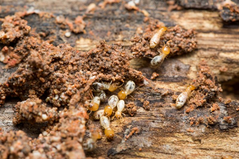 Termite Infestation Service in Katy, TX
