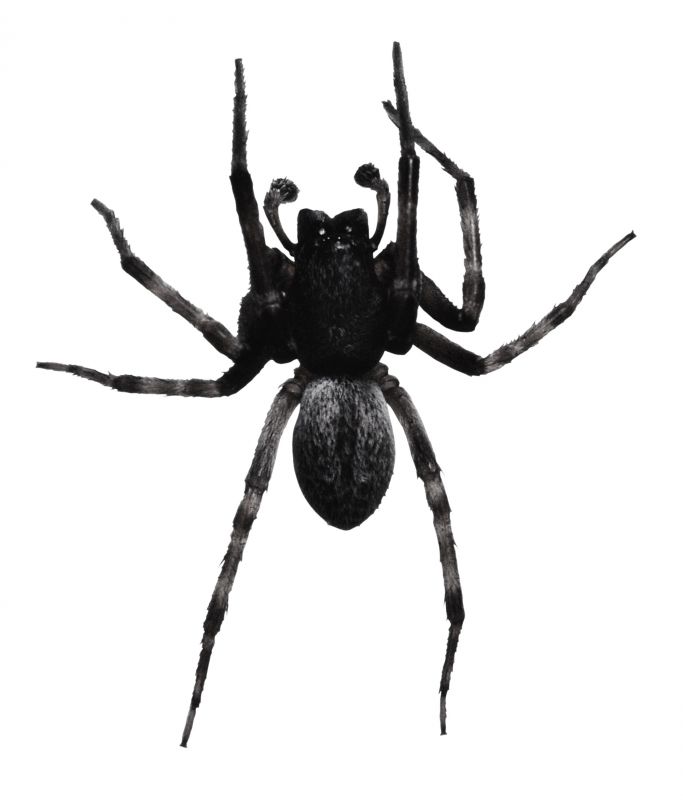 Trapdoor Spider Removal in Rockwall, TX