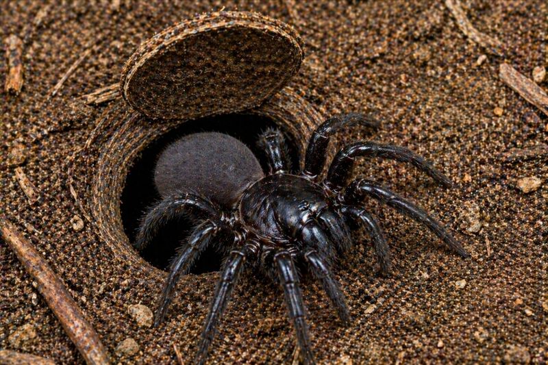 Trapdoor Spider Removal in Denton, TX