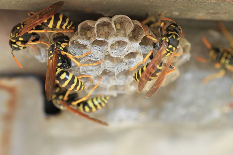 Wasp Nest Removal Service