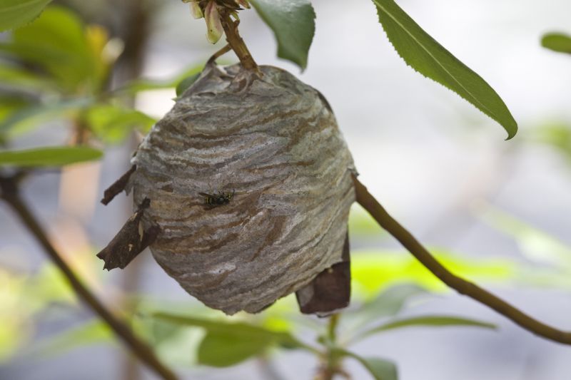 Wasp Nest on a Tree