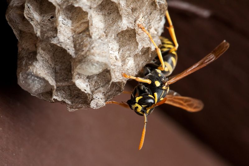 Wasp Nest Removal Service