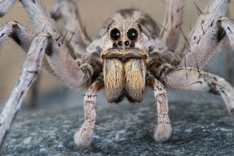 Wolf Spider Removal in Frisco, TX